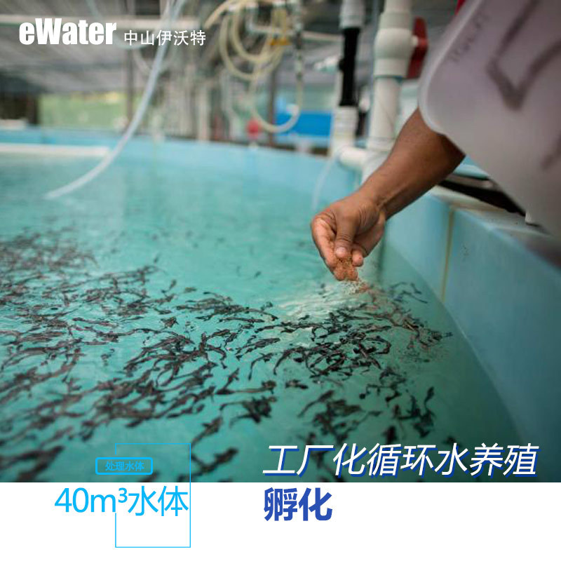 魚苗孵化系統工廠化水產養殖 循環水處理系統