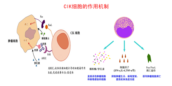 cik细胞是指自体细胞因子诱导的杀伤细胞,它是一种强有力的抗肿瘤或者