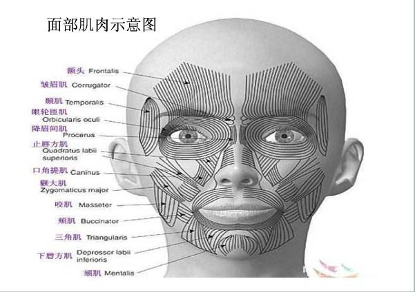 附上一个面部肌肉示意图